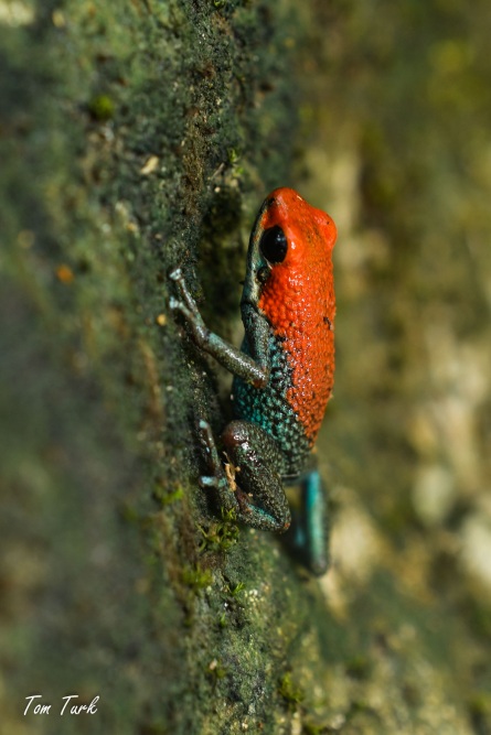 žabe/frogs