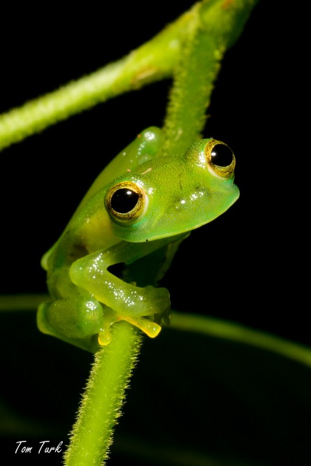 žabe/frogs