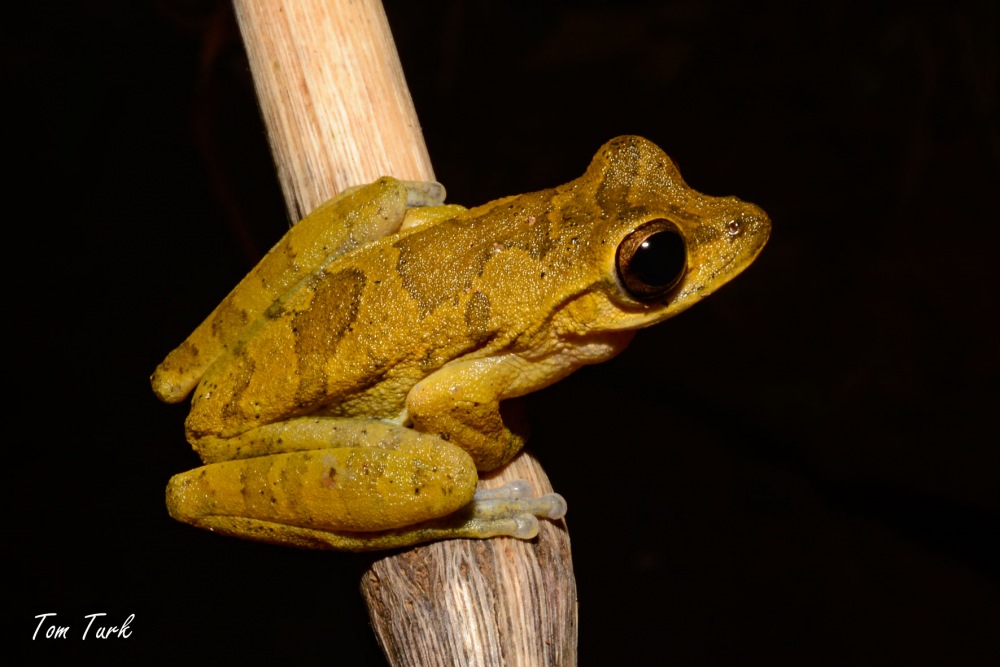žabe/frogs