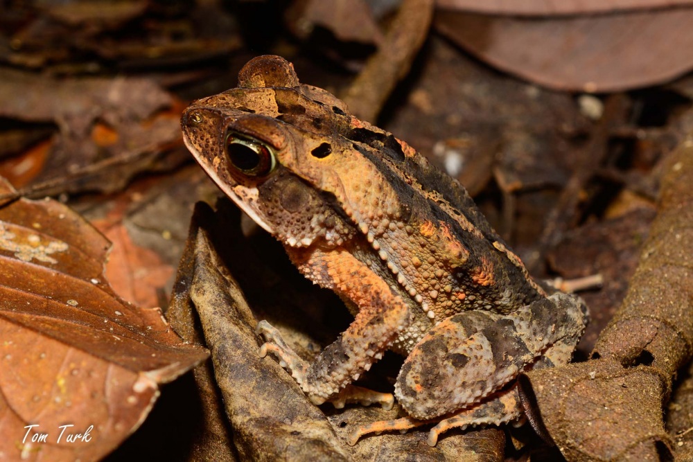 žabe/frogs