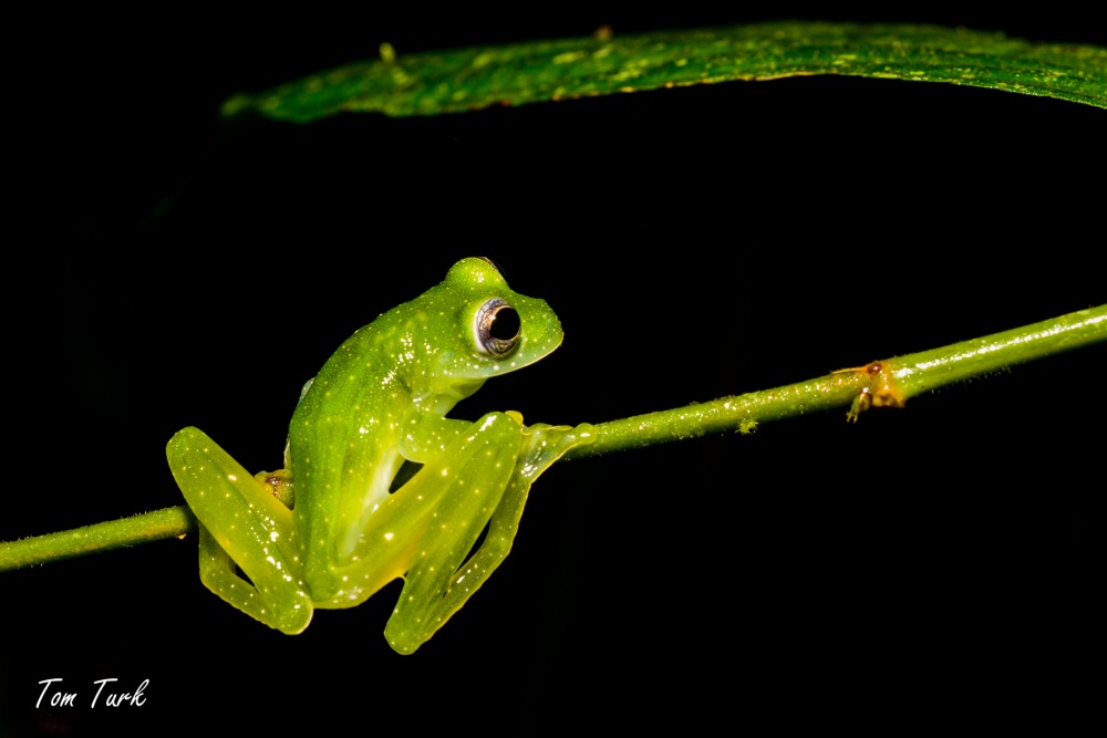 žabe/frogs