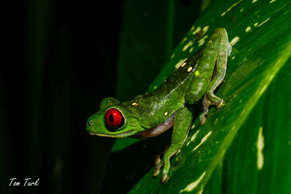 žabe/frogs