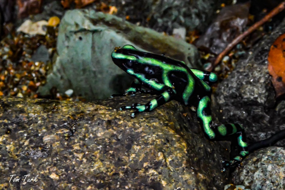 žabe/frogs