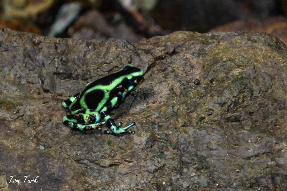 žabe/frogs