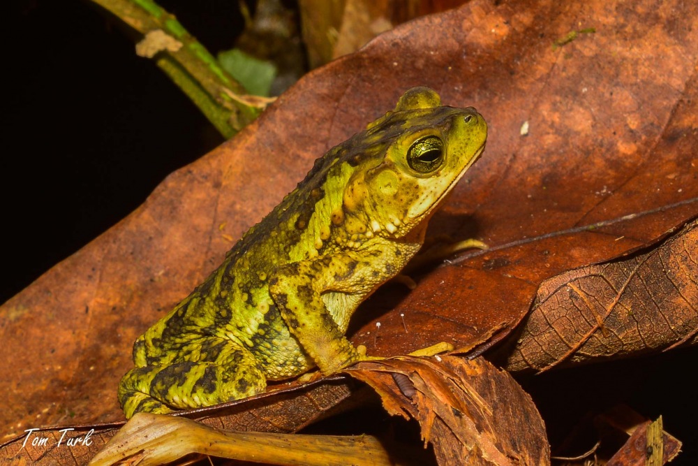 žabe/frogs