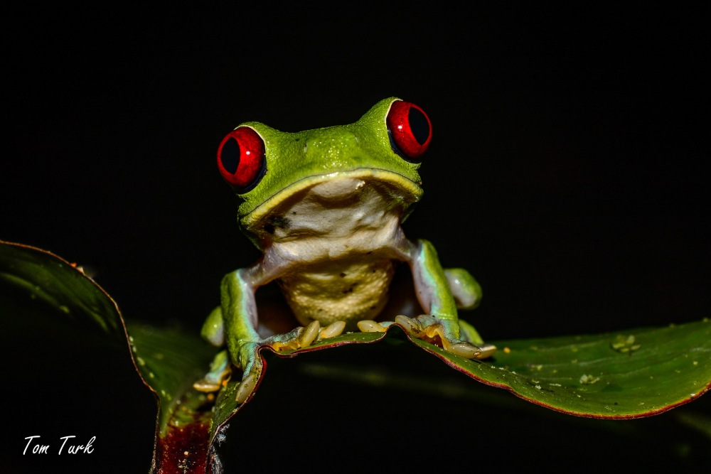žabe/frogs