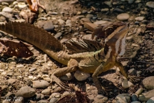 plazilci/reptiles