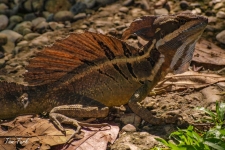 plazilci/reptiles