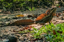plazilci/reptiles