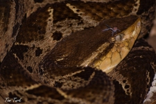 plazilci/reptiles