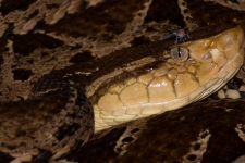 plazilci/reptiles