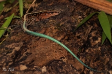 plazilci/reptiles