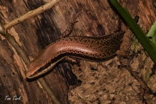 plazilci/reptiles