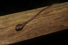 plazilci/reptiles