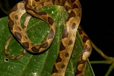 plazilci/reptiles