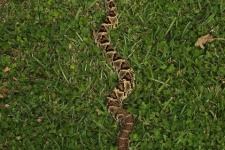 plazilci/reptiles