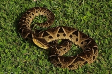 plazilci/reptiles