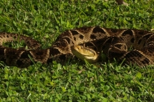 plazilci/reptiles