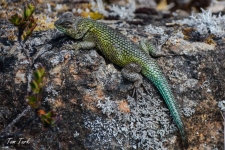 plazilci/reptiles