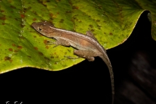 plazilci/reptiles