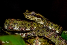 plazilci/reptiles