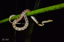 plazilci/reptiles