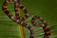 plazilci/reptiles
