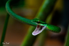 plazilci/reptiles