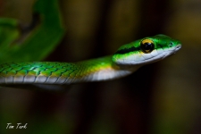plazilci/reptiles