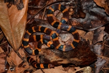 plazilci/reptiles