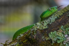 plazilci/reptiles