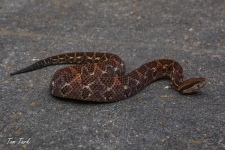 plazilci/reptiles