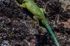 plazilci/reptiles