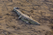 plazilci/reptiles