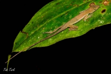 plazilci/reptiles