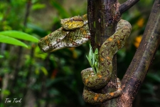 plazilci/reptiles