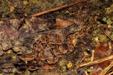 plazilci/reptiles