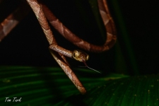 plazilci/reptiles