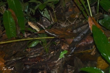 plazilci/reptiles