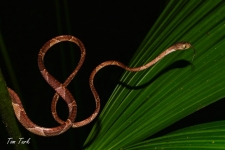 plazilci/reptiles