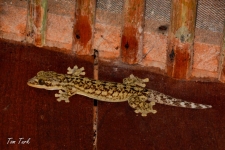plazilci/reptiles