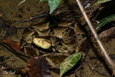 plazilci/reptiles