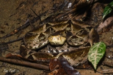 plazilci/reptiles