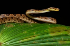 plazilci/reptiles