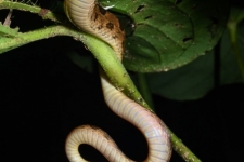 plazilci/reptiles