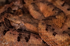 plazilci/reptiles