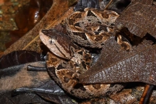 plazilci/reptiles