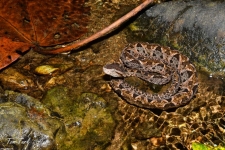 plazilci/reptiles
