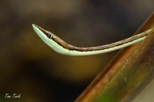 plazilci/reptiles