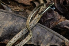 plazilci/reptiles